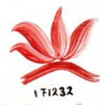 DS-12 ROJO CARDENAL 171232