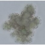 PIGMENTO REACTIVO VERDE F-1