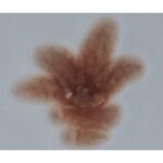 PIGMENTO REACTIVO MARRON F-2