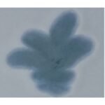 PIGMENTO REACTIVO AZUL F-3