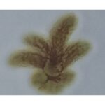 PIGMENTO REACTIVO VERDE OLIVA F-4