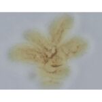 PIGMENTO REACTIVO MARRON AMARILLO F-5