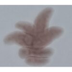 PIGMENTO REACTIVO MARRON OSCURO F-6